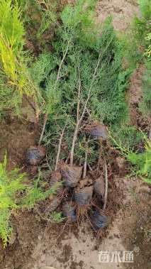 120公分黑皮油松