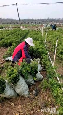 高度30厘米海桐