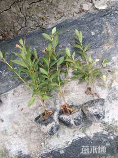 高度40厘米春鹃