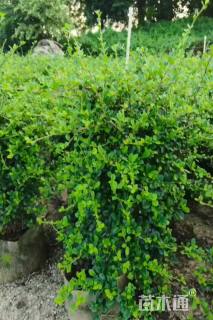 高度60厘米福建茶