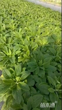 高度20厘米毛地黄