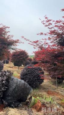 冠幅200厘米红花继木球