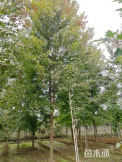 18公分美国红枫