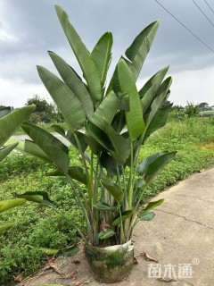 高度180厘米天堂鸟