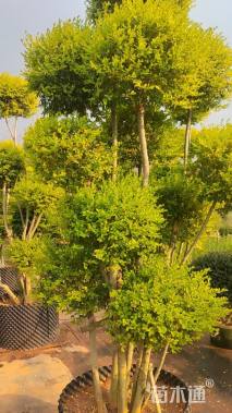 7公分造型亮晶女贞