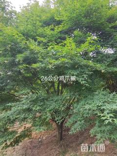 27公分鸡爪槭