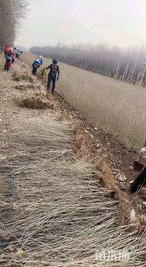 高度40厘米水腊