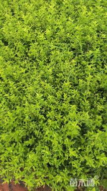 高度20厘米金禾女贞