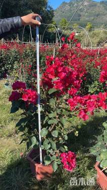 高度60厘米潮州红三角梅