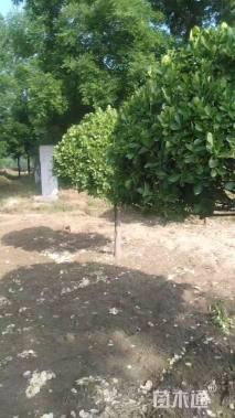 冠幅100厘米卫矛球