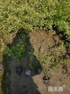 高度25厘米小丑火棘小苗