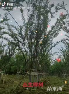 高度600厘米丛生三角枫
