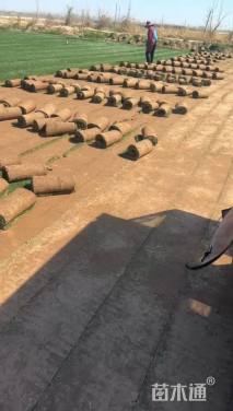 草块状百慕大草