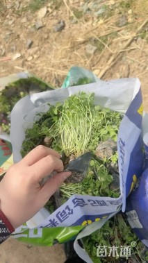 高度10厘米紫叶酢浆草