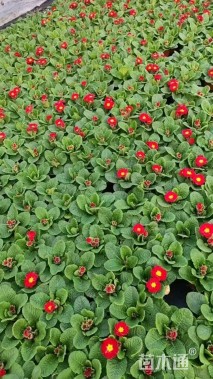 高度10厘米报春花