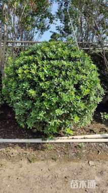 冠幅80厘米龟甲冬青球