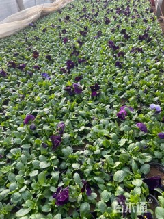 高度7厘米三色堇