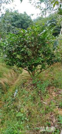 高度120厘米茶花