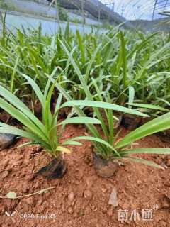 高度20厘米百子莲