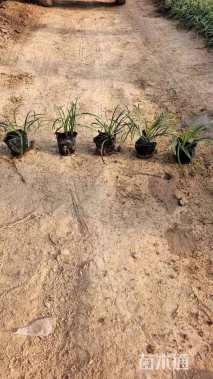 高度15厘米玉带草