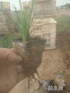 高度20厘米沿阶草