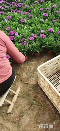 高度25厘米南非万寿菊