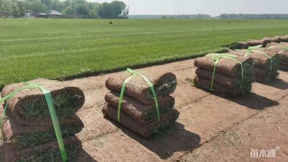 草毯状马尼拉草