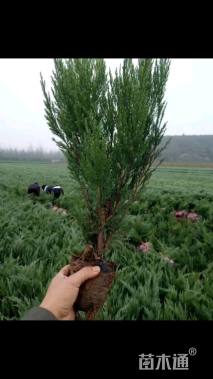 高度40厘米沙地柏