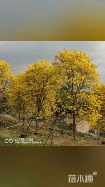 12公分黄花风铃木