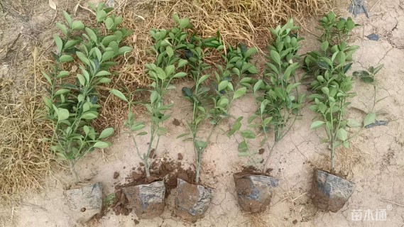 高度40厘米大叶黄杨