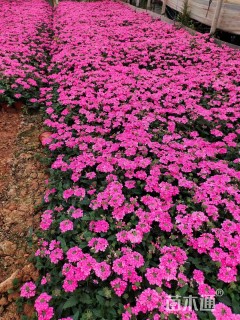 高度20厘米美女樱