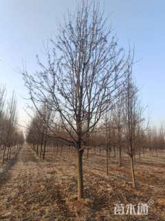 16公分彩叶豆梨