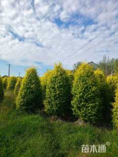 高度180厘米金冠女贞