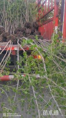 高度150厘米木绣球