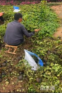 50厘米五叶地锦