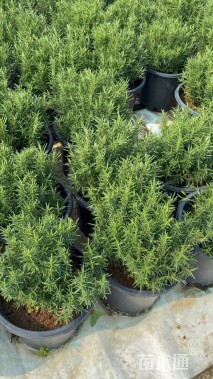 高度25厘米迷迭香