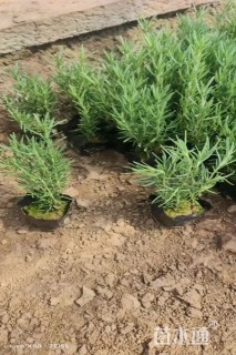 高度15厘米匍匐迷迭香