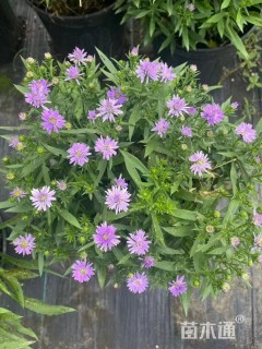 高度30厘米荷兰菊