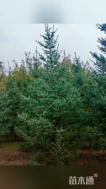 高度200厘米云杉