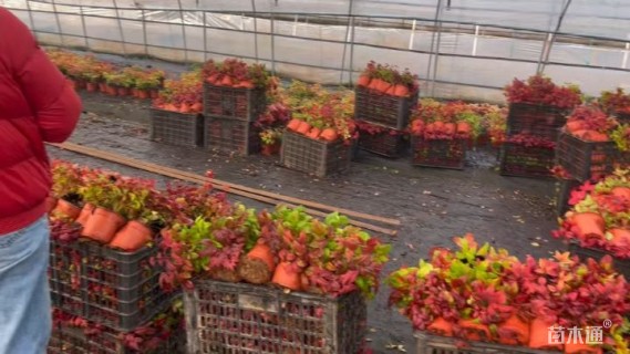 高度25厘米南天竹