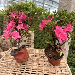 高度50厘米石岩杜鹃