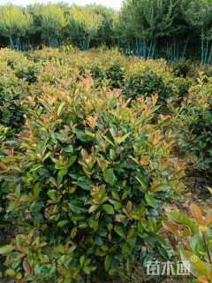 冠幅100厘米石楠球