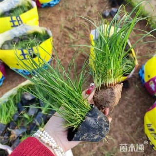 高度25厘米青绿苔草