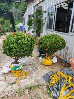 高度80厘米龙船花