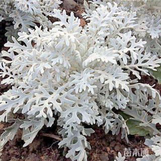 高度35厘米银叶菊