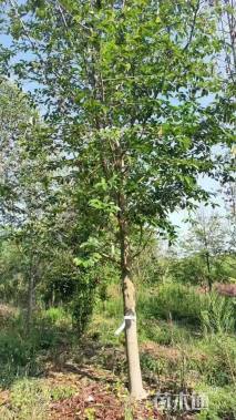 12公分大叶女贞