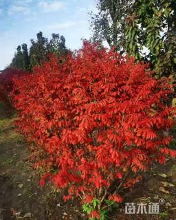 原生苗火焰卫矛球