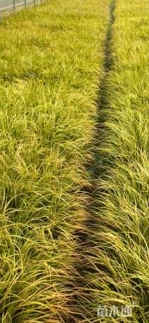 高度15厘米金线菖蒲