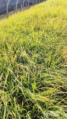 高度40厘米金红羽狼尾草