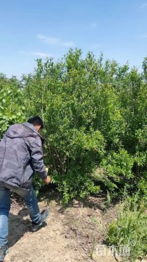 高度250厘米花石榴